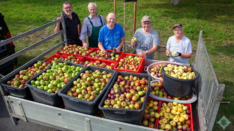 Die Naturschutzgruppe des Heimatvereins Drensteinfurt sammelte einen Anhänger voller Äpfel. - Foto: © Holger Martsch