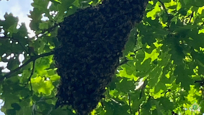 Bienenschwarm - Foto: Andreas Löbbers