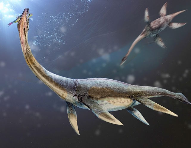Plesiosaurier jagen im Urzeitmeer- Illustration: Holger Martsch